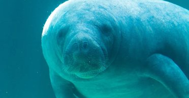 Удвічі старший за родичів: названо найстарішого зареєстрованого ламантина у світі (відео)