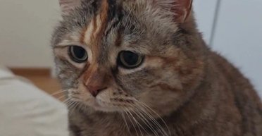 Мільйони підписників і тисячі мемів: як кішка із сумною мордою стала зіркою мережі (відео)