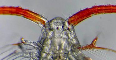 Неоспівані герої з глибин океану наїдаються і товстіють, рятуючи цим Землю від загибелі