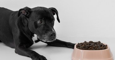 М'ясо без м'яса: у Великій Британії створили унікальний корм для собак