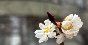 Какой будет погода в Украине в последний день января: синоптик рассказала, ждать ли похолодания