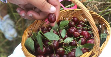 Вінниччина та Закарпаття: хто постачає черешню на український ринок та скільки вона коштуватиме