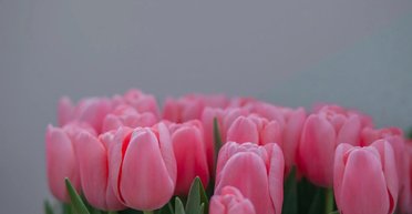 Отмена 8 марта в Украине: будет ли выходной на Международный женский день