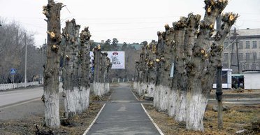 Мораторий на убийство. Когда Киевзеленбуд прекратит уничтожать киевскую зелень