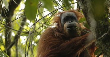 Самый редкий и новейший вид человекообразных обезьян: в мире осталось лишь 800 особей