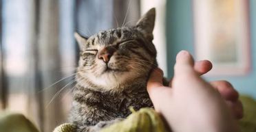 Мужчина спас кота, который семь лет прожил на улице: как выглядит животное сегодня (фото)