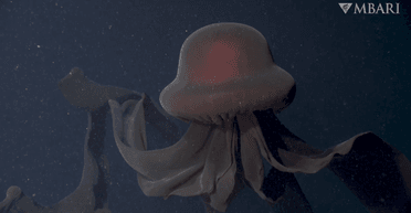 Снежный человек водного мира. У берегов Калифорнии нашли десятиметрового "пришельца" (видео)