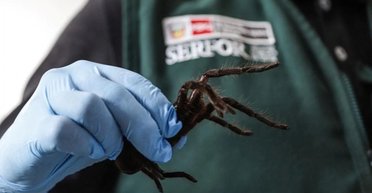 З20 тарантулов на теле: в Перу арестовали очень смелого контрабандиста (видео)