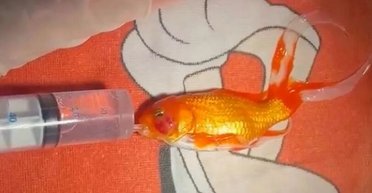 В Ирландии под наркозом и ИВЛ прооперировали 17-летнюю золотую рыбку со злокачественной опухолью