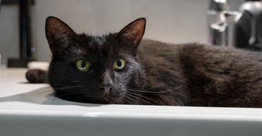 Женщина спасла уличного кота от жары: тот рассмешил сеть своим поведением (видео)