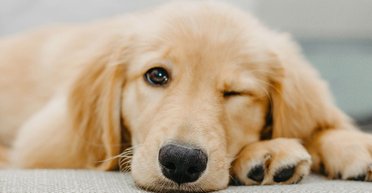 Сонный, но добрый: ретривер стал интернет-сенсацией благодаря утреннему ритуалу (видео)