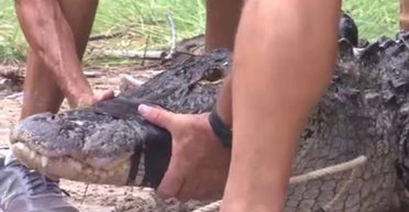 Просто хотів допомогти: чоловіка звинуватили в нападі на алігатора (фото)