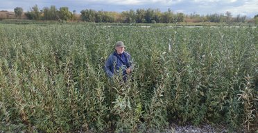 Найбільший у Європі: на місці Каховського водосховища може вирости вербовий ліс