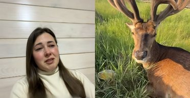 "Шансов мало": известного оленя Бориса из Ровненской области, ставшего звездой соцсетей, сбила машина
