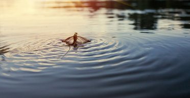 От 5 минут до 1 дня: какое животное на Земле живет меньше всего (фото)