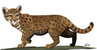 Виявлено скам'янілі рештки найменшої кішки у світі: жила 30 000 років тому (фото)