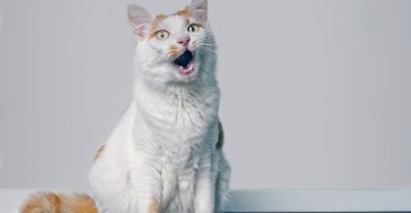 В США робот-пылесос во время уборки обматерил владельца и снял это на камеру