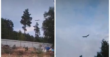 "Детство завершилось": известный аист Катя улетела вместе с другой стаей (видео)