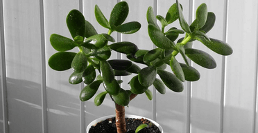 Де потрібно ставити грошове дерево, щоб привернути багатство: правила фен-шуй