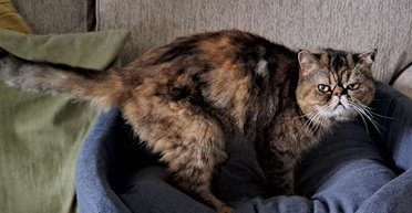 Застрявшая кошка выживала три недели на "диете" из пива и насекомых