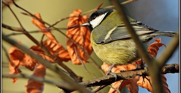 Погода у листопаді 2025: синоптики попередили, до чого готуватись українцям