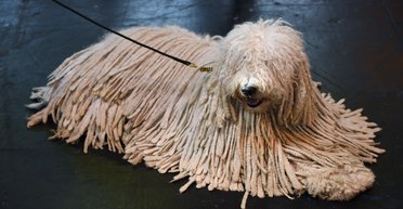 Собака-"швабра", або що потрібно знати про неймовірну та рідкісну породу комондор