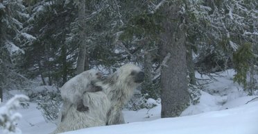 Настоящий гигант ледникового периода: вес снежного ленивца достигал около 1000 кг