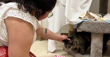 Зниклого 3 роки тому кота знайшли за 3000 тис. км від дому: як він там опинився (фото)