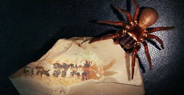 Найдивніший предок павуків в історії Землі: носив кігті, але не там, де очікували вчені (фото)