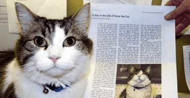 Просто містика: кіт "передбачив" понад 100 смертей у будинку для людей похилого віку (фото)