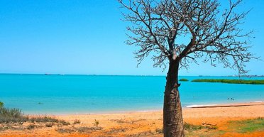 24 м в высоту и 3 м в ширину: на Мадагаскаре прячется "мать" древнего тропического леса