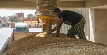 Египет ведет переговоры о покупке 1 млн тонн российской пшеницы, — Bloomberg