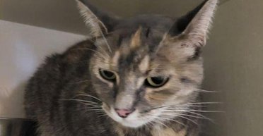 Годували перехожі: кішка повернулася додому через рік, подолавши 965 кілометрів (фото)