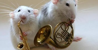 Белые мыши. Творческая не элита России