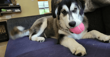 Пара взяла щенка из приюта: ДНК-анализ показал невероятное сочетание пород (видео)