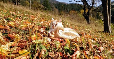 Место природной силы. Скалы, леса и романтическое болото в часе езды от Мукачево
