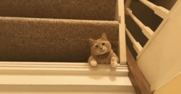 Фото кота вызвало грандиозную путаницу — все из-за одной детали