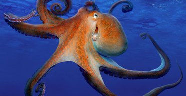 Осьминоги могут определять вкус на ощупь, - ученые
