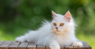 Ген W і глухота: особливість білих котів, про яку знають не всі