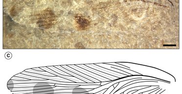 Маленькие, но уникальные: в Великобритании ученые обнаружили новый вид тараканов (фото)