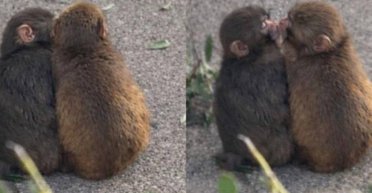 Історія продовжується: самотнє мавпеня Панча помітили з подружкою (відео)