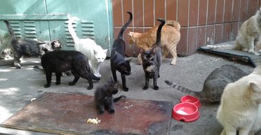 В Киеве неизвестные взорвали приют для животных: почти все животные погибли