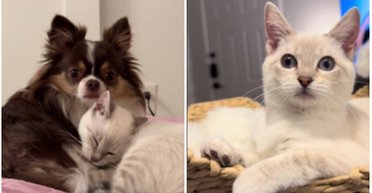 Копирует выходки: женщина показала, как ведет себя ее кошка, воспитывавшаяся собакой (фото)