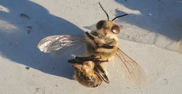 Самцы пчел взрываются в конце своего пути: названо то, что заставляет их умирать таким способом