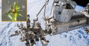 На внешнюю поверхность МКС на 9 месяцев поместили мох: результат удивил ученых