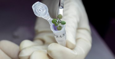 Впервые в истории. Ученые смогли вырастить в лунной почве растение (фото)