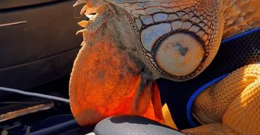 Дракон на мінімалках: американець завів удома незвичайного улюбленця (відео)