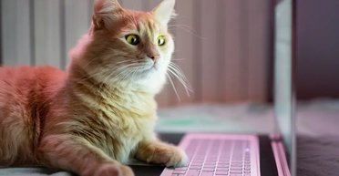 Від божества до символу Диявола: як кішки стали найпопулярнішими тваринами на Землі (фото)