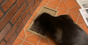 Важить 250 кг: чоловік дізнався, що під його будинком щось живе (фото)