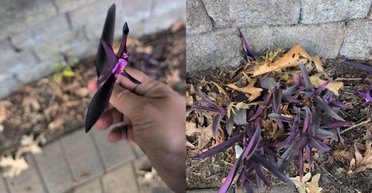 Чоловік знайшов у саду невідому рослину і спробував її на смак: соцмережі б'ють на сполох (фото)